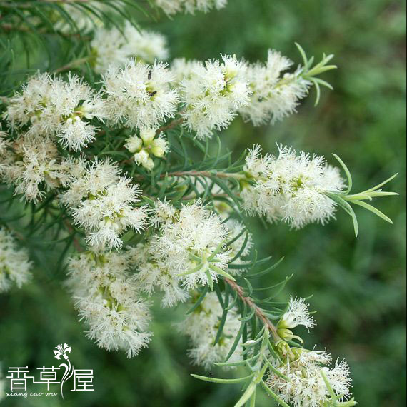 香草屋澳洲茶树盆栽芳香植物包邮