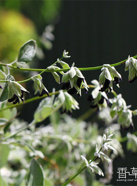 进口银叶黑花鼠尾草盆栽苗 黑加仑Salvia discolor多年生耐热耐寒