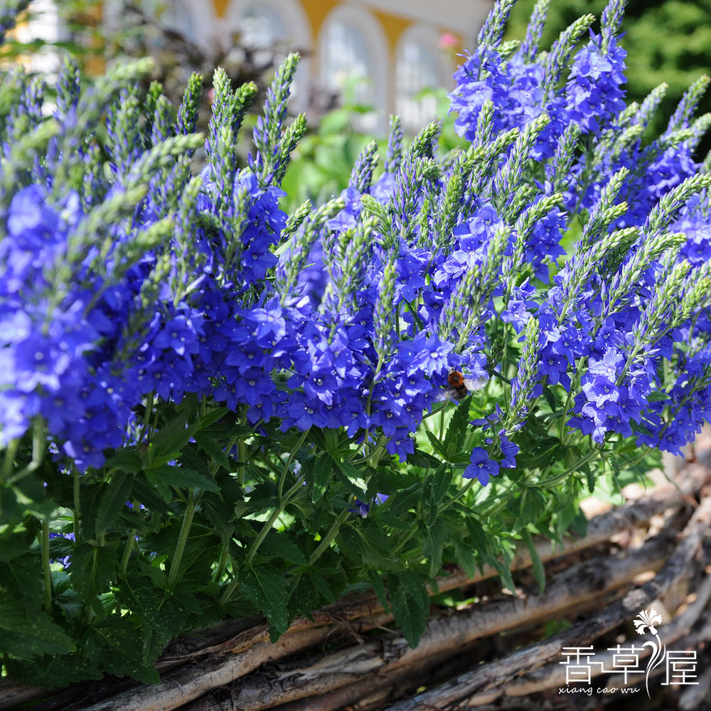 卷毛婆婆纳 多年生耐寒耐热 盆栽花卉庭院地被切花植物 花期长