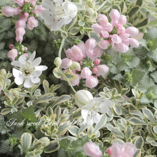 日本进口 花叶蝇子草 Silene uniflora 多年生耐寒庭院盆栽植物