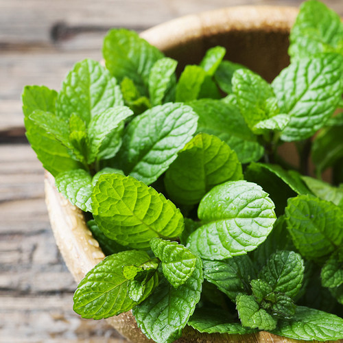 30多品种薄荷盆香草植物可食用