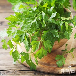 香草屋 意大利欧芹 阔叶平原 可食用香草植物 摆盘 西餐料理