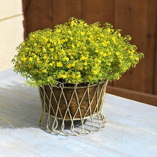 哈密瓜地肤 蓝黄小短裙盆栽花期长多年生耐热阳台庭院易爆盆植物