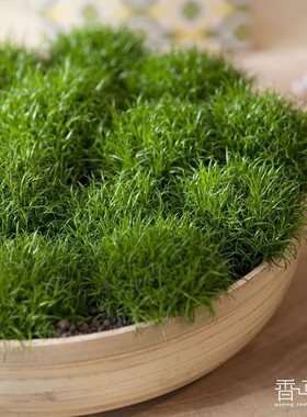 爱尔兰珍珠草 sagina subulata耐寒常绿地被 四季常绿