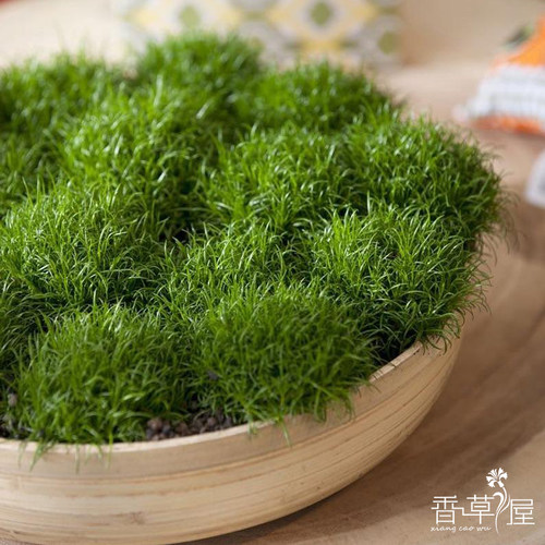 地被草坪植物庭院阳台开花草坪