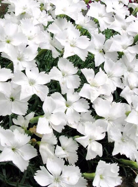 白色欧石竹 安娜贝拉 多年生耐热耐寒阳台庭院花卉地被植物盆栽苗