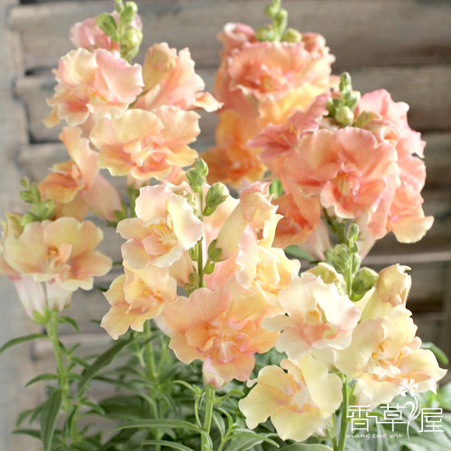 金鱼草庭院盆栽花期长渐变色