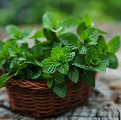 品种薄荷盆栽mentha香草植物阳台