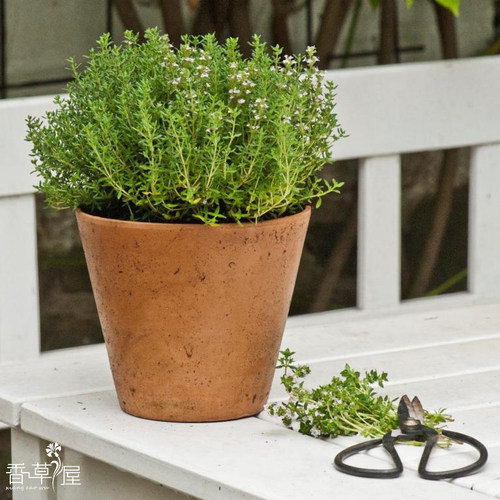 食用法国西餐料理植物柠檬百里香