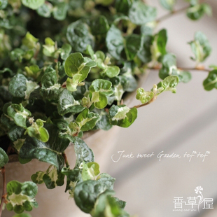 香草屋 斑叶薜荔 考拉 室内观叶趣味绿植 空气爬墙垂吊植物盆栽