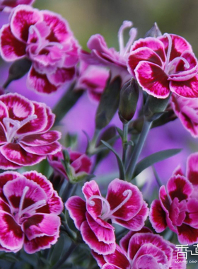 康乃馨 紫色婚礼 purple wedding 多年生耐寒 庭院 阳台 花卉植物