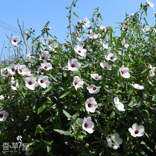 高砂芙蓉 Pavonia hastata 戟叶孔雀葵 开花灌木 庭院 盆栽植物