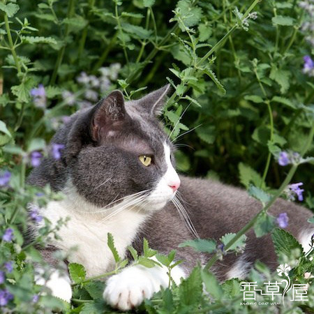 香草花卉猫咪玩具盆栽图片
