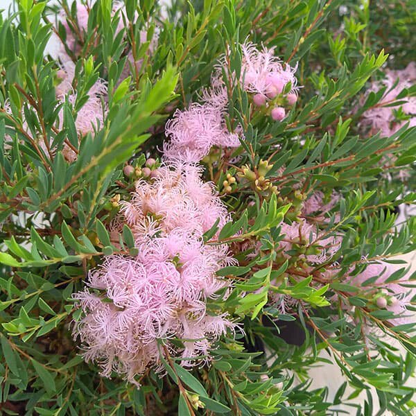 香草屋 百里香叶白千层 棉花糖 耐寒耐热多年生*澳洲花灌木盆栽