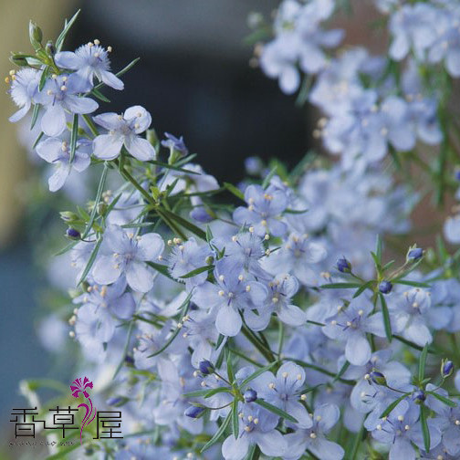 小短裙 地肤 蓝色哈密瓜苗 スコパリア 多年生耐热 花坛 盆栽植物