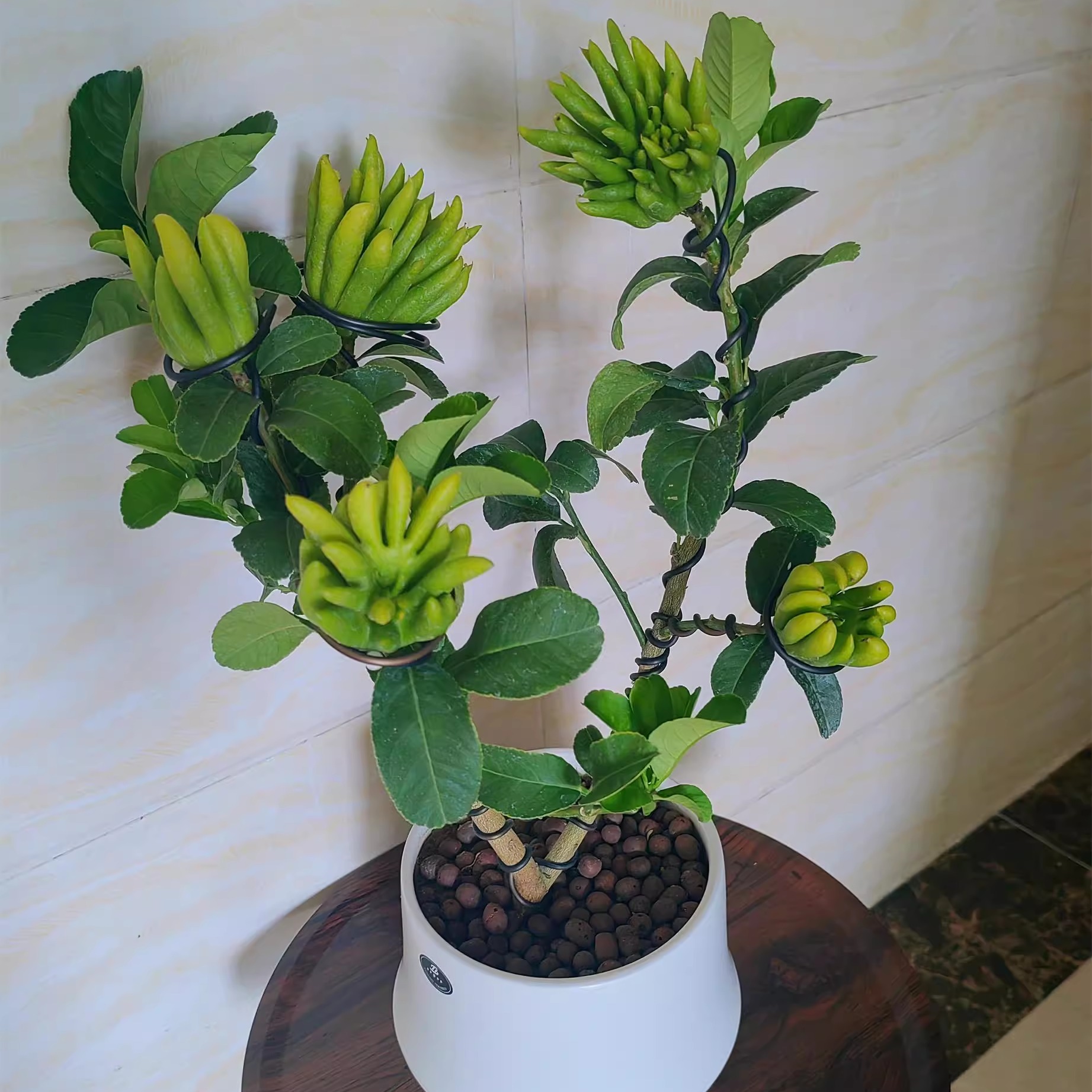 金华佛手盆栽金佛手红花小果阳台露台庭院盆栽室内外盆景基地直发