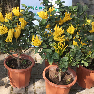 千指佛手苗果树苗金华小果佛手盆景阳台庭院植物小果品种好养佛手