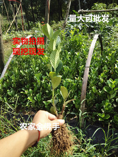 千指佛手苗果树苗 小果 盆景阳台庭院植物 千姿百态 清新空气 2年