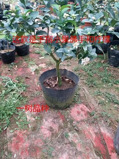 嫁接千指佛手小果 花叶佛手 一树多品种 室内外盆栽佛手 带小果子