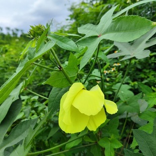 黄蜀葵种子野假杨桃中草药棉花葵霸天伞棉花蒿黄秋葵金花捷报种籽