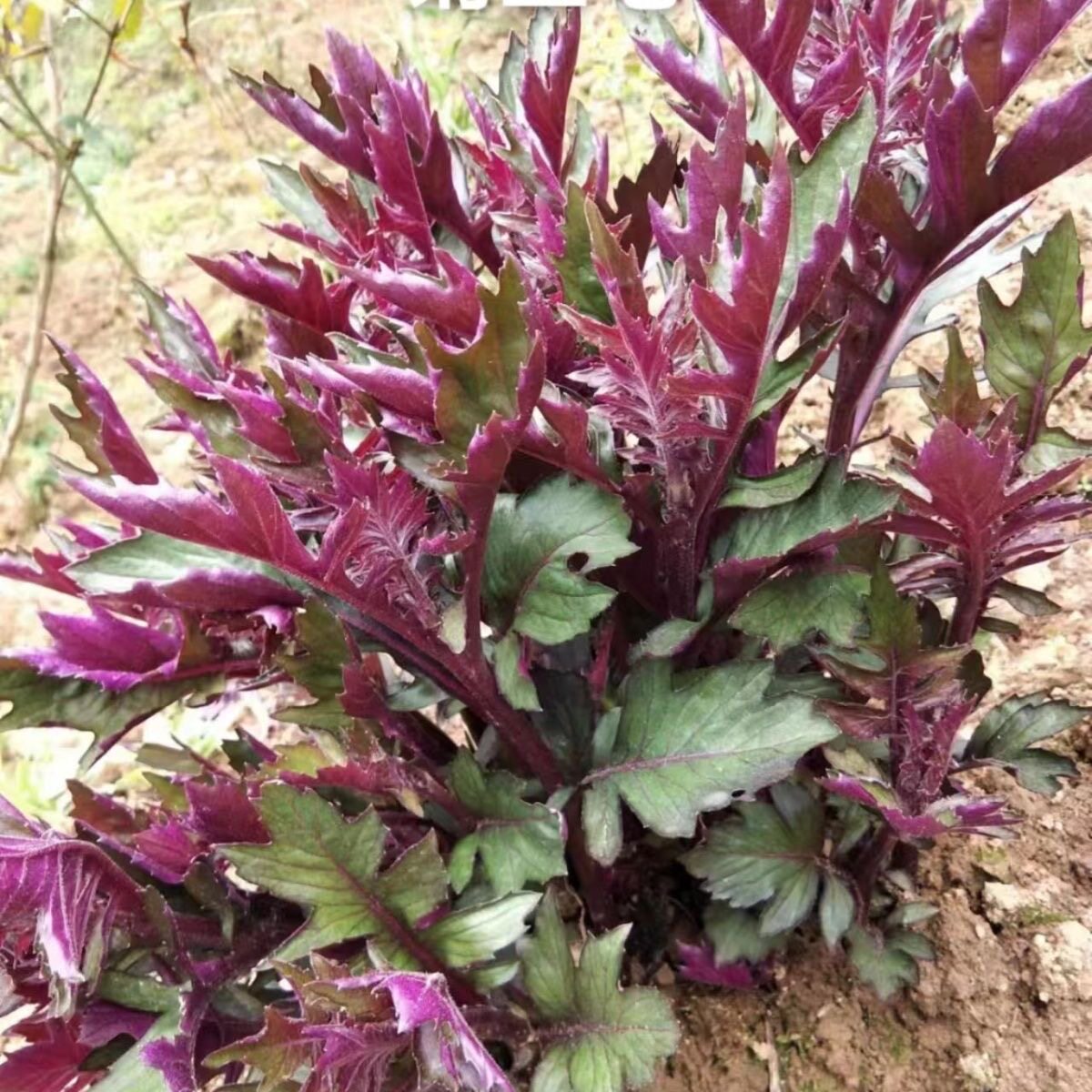 紫色菊三七种子菊叶三七三七草血当归大头可种植中草药材植物种籽
