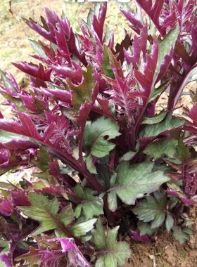 紫色菊三七种子菊叶三七三七草血当归大头可种植中草药材植物种籽