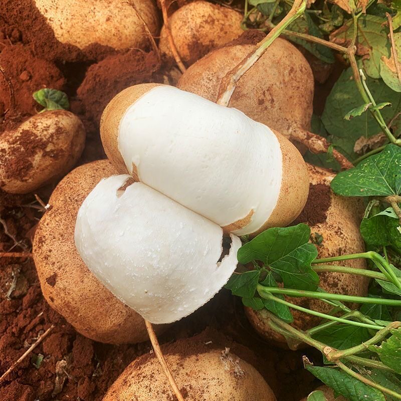 凉薯瓜种子白地瓜地萝卜瓜沙葛农家水果蔬菜白心豆薯脆甜蔬果种籽