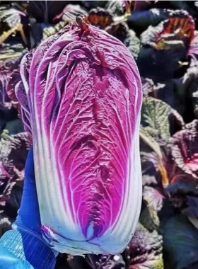 花青素紫玉白菜种子山东紫罗兰白菜紫色包菜娃娃菜蔬菜沙拉菜种籽