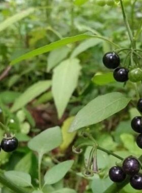 龙葵果种子黑豆豆野葡萄野海椒野辣虎地泡子地茄苦果可食用野果籽