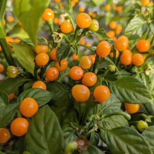 经典正宗奶香果香查拉皮塔辣椒种子可做干椒易播新品樱桃辣椒种籽