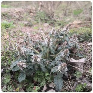 野生白毛夏枯草种子筋骨草过冬青散血草雪里青地苦胆苦草植物种籽