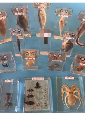 真实动物标本盒海洋生物鲨鱼鲫鱼海螺蜗牛螃蟹虾蜘蛛蛙的发育浸制