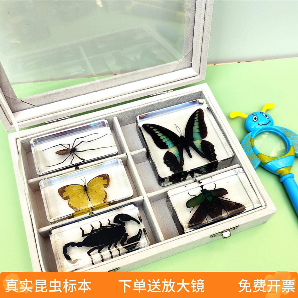 幼儿科普昆虫标本真虫树脂螳螂蜈蚣蜻蜓蝴蝶蝎子海洋生物送放大镜