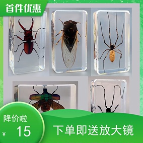 幼儿园真实动物昆虫树脂标本蟋蟀蜘蛛蝎子蝗虫蜈蚣蟑螂蜜蜂蝴蝶