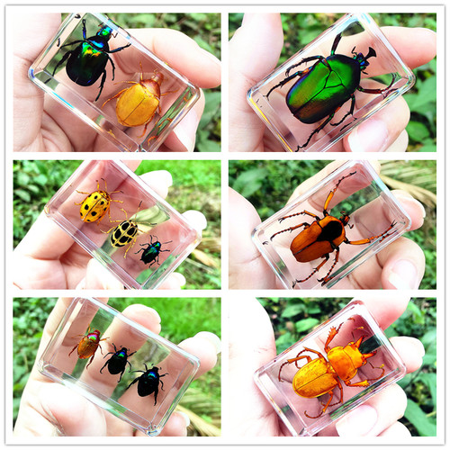 真实昆虫标本树脂摆件