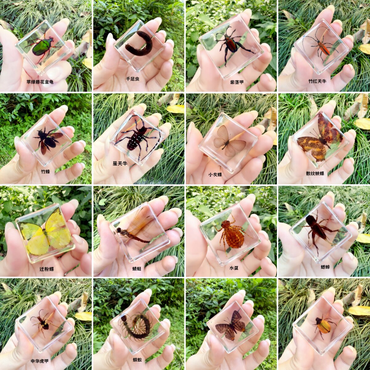 儿童幼教科普教学昆虫标本海洋生物动物蜈蚣蜻蜓蝴蝶龙虱天牛甲虫