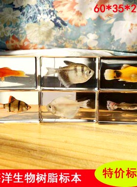 热带太阳鱼螃蟹树脂包邮标本