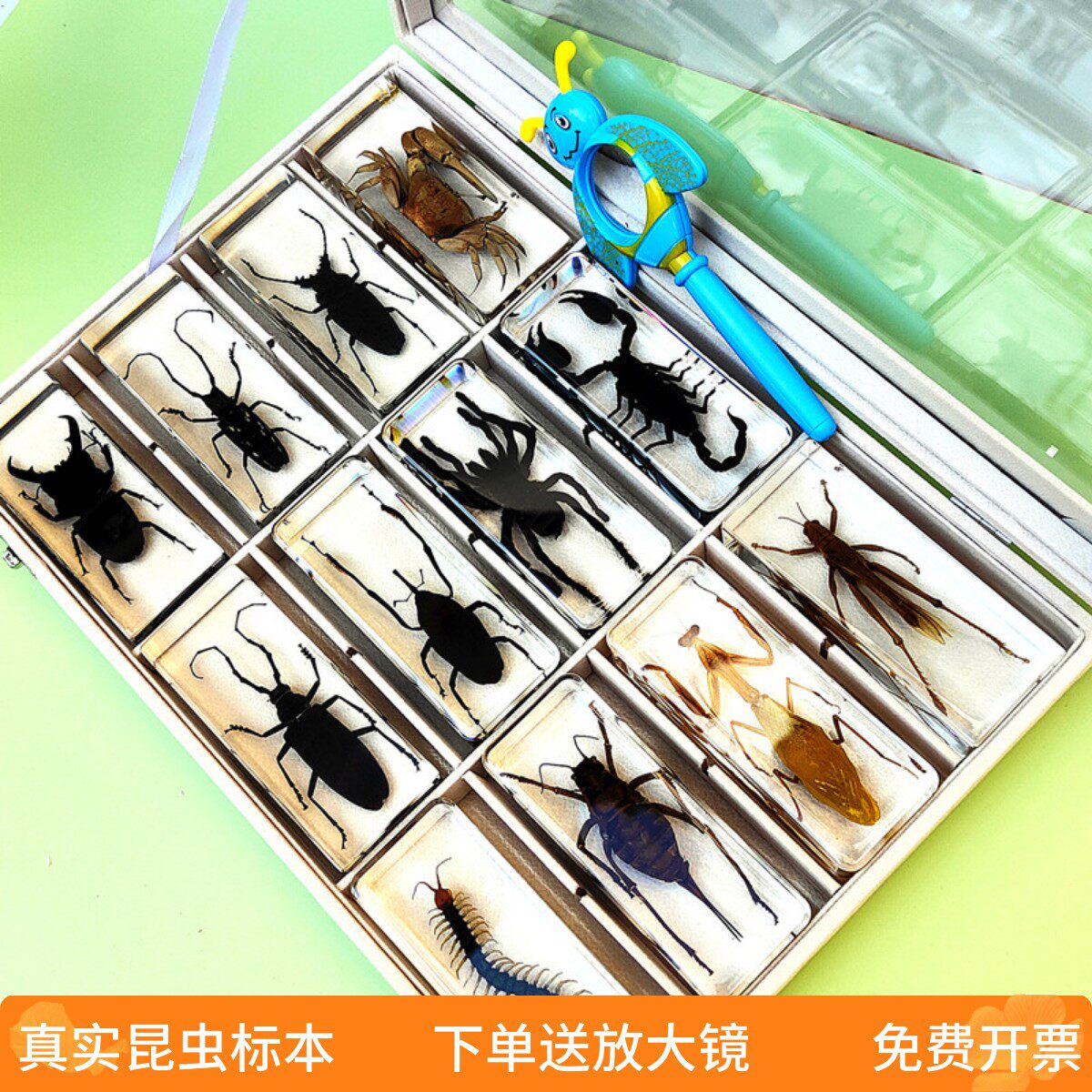 真实昆虫标本幼儿园动物琥珀树脂摆件甲虫蜈蚣蝎子蜘蛛螳螂星天牛