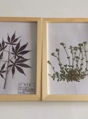 覆膜植物标本树叶实木幼教镜面