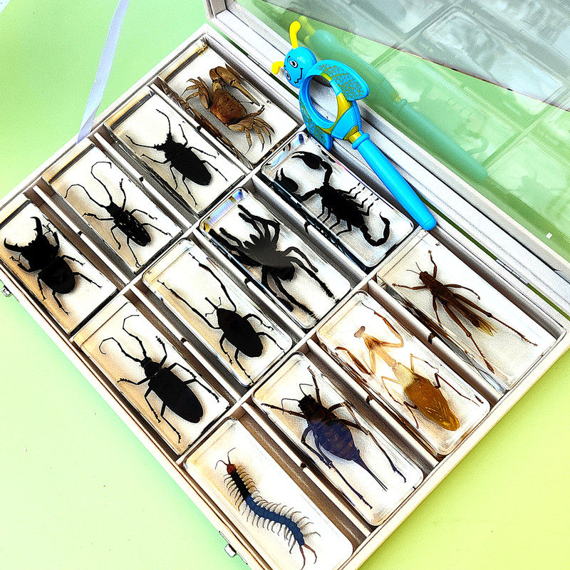 真实昆虫标本幼儿园动物琥珀树脂摆件甲虫蜈蚣蝎子蜘蛛螳螂星天牛