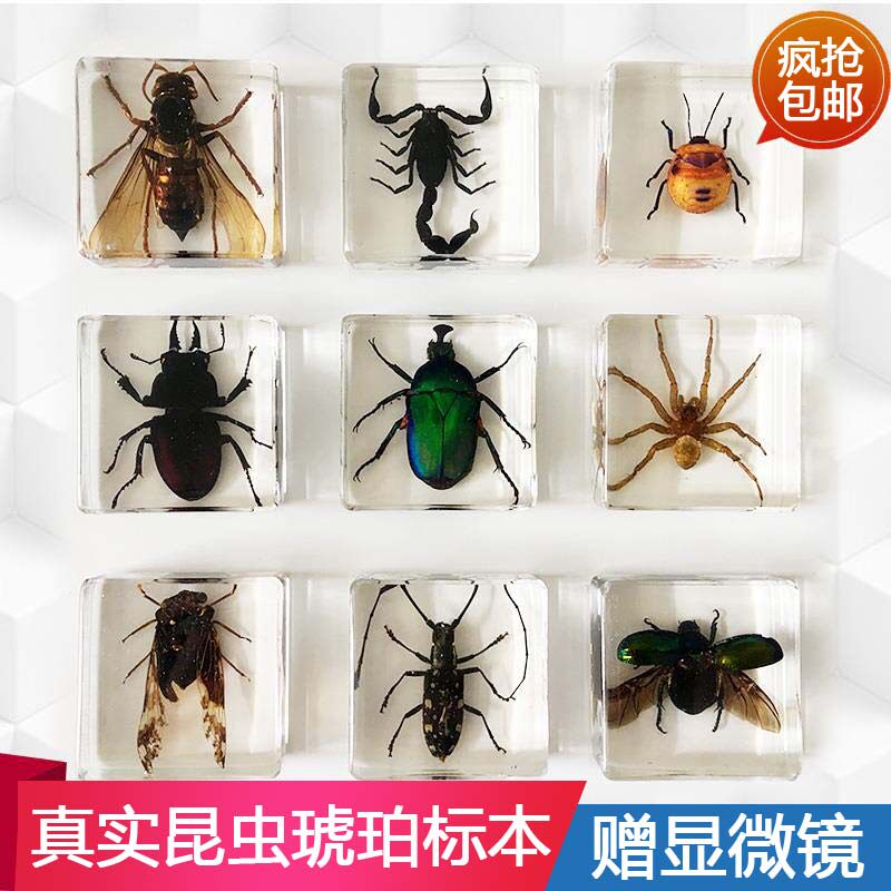 幼儿园真实动物昆虫树脂标本独角仙天牛蜘蛛蝎子蟋蟀昆虫标本|msdalam kategori Toy/bayi/teka-teki/blok bangunan/model, simulasi/Bermain mainan rumah, simulasi/anak patung haiwan - dari Buy2taobao.com untuk memberikan perkhidmatan ejen Taobao profesional membeli