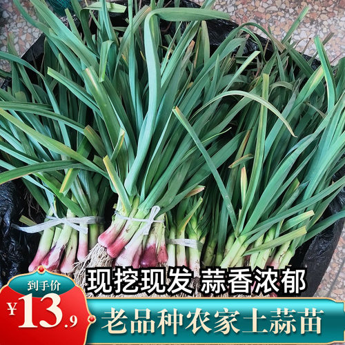 当天新鲜采摘农村红皮蒜苗