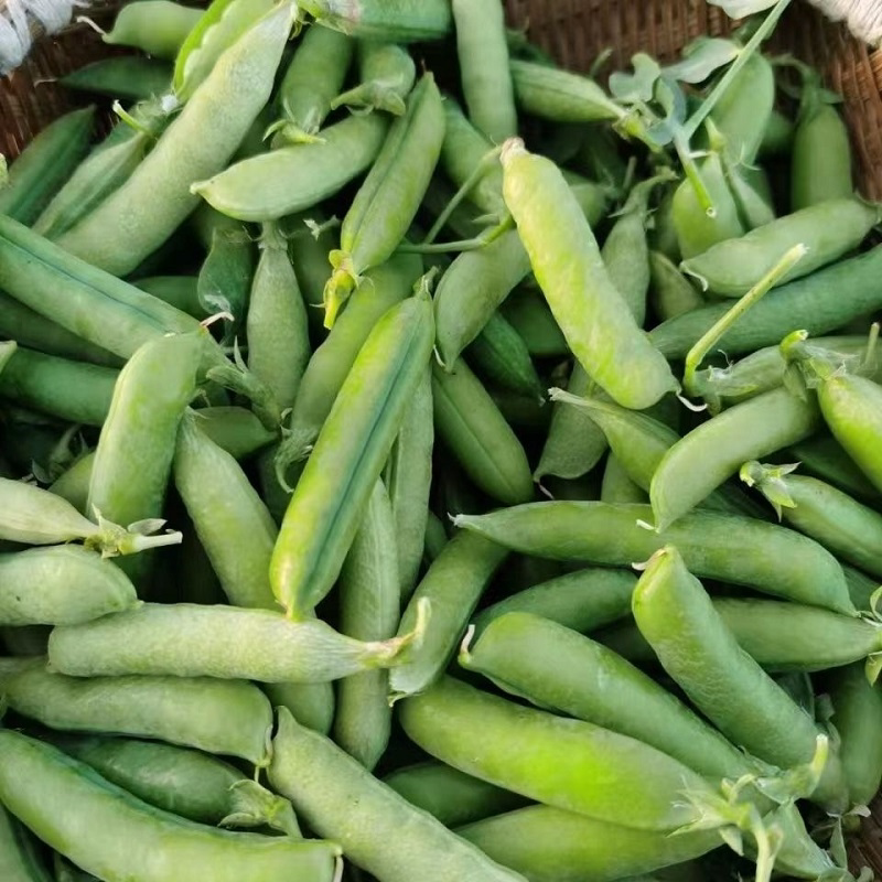 2024年豌豆荚露天现摘新鲜豌豆带壳豌豆尖豌豆角农家蔬菜甜青豆