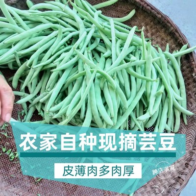 岳人农特新鲜蔬菜四季豆现摘现发