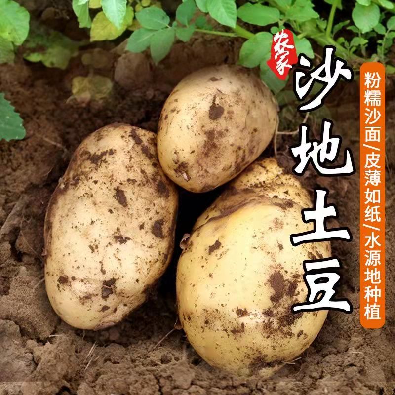新鲜蔬菜农村土豆洋芋马铃薯安徽