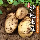 2025安徽新鲜现挖小土豆农村沙土洋芋马铃薯农家自种蔬菜儿童辅食