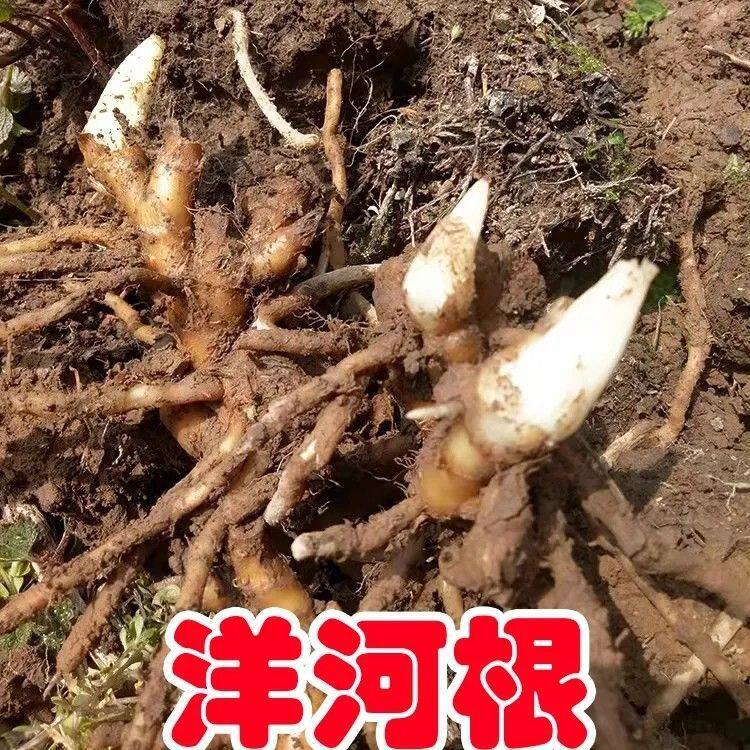 洋荷姜种苗新鲜洋荷姜苗洋荷姜苗洋荷姜苗洋荷姜苗洋荷姜苗
