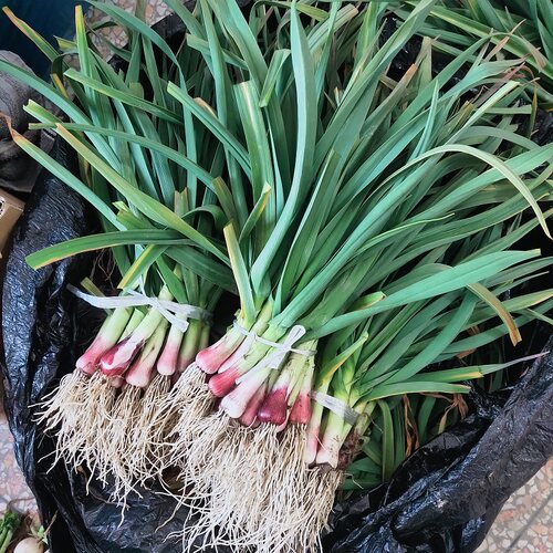 红皮大蒜2025年农村大蒜苗新鲜露天蒜苗红根农家蔬菜应季蒜叶优质