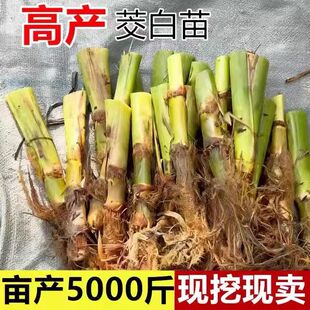 茭白苗种高笋苗双季单季茭白苗茭瓜苗高瓜苗种龙虾塘鱼塘种植