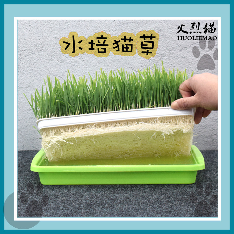 水培猫草猫零食猫草去毛球猫薄荷粉无土栽培猫草种植盒子猫咪套装 小编推荐 Wepost 全民代运 马来西亚中国淘宝代运与集运专家